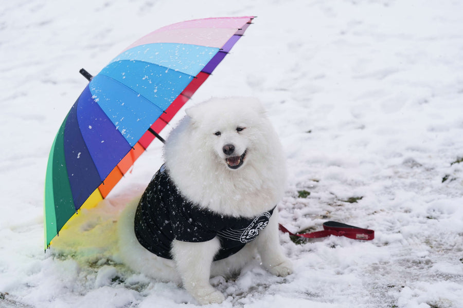 Best Than Ever? The Winter Storm Won't Stop the 2023 Crufts Dog Show?