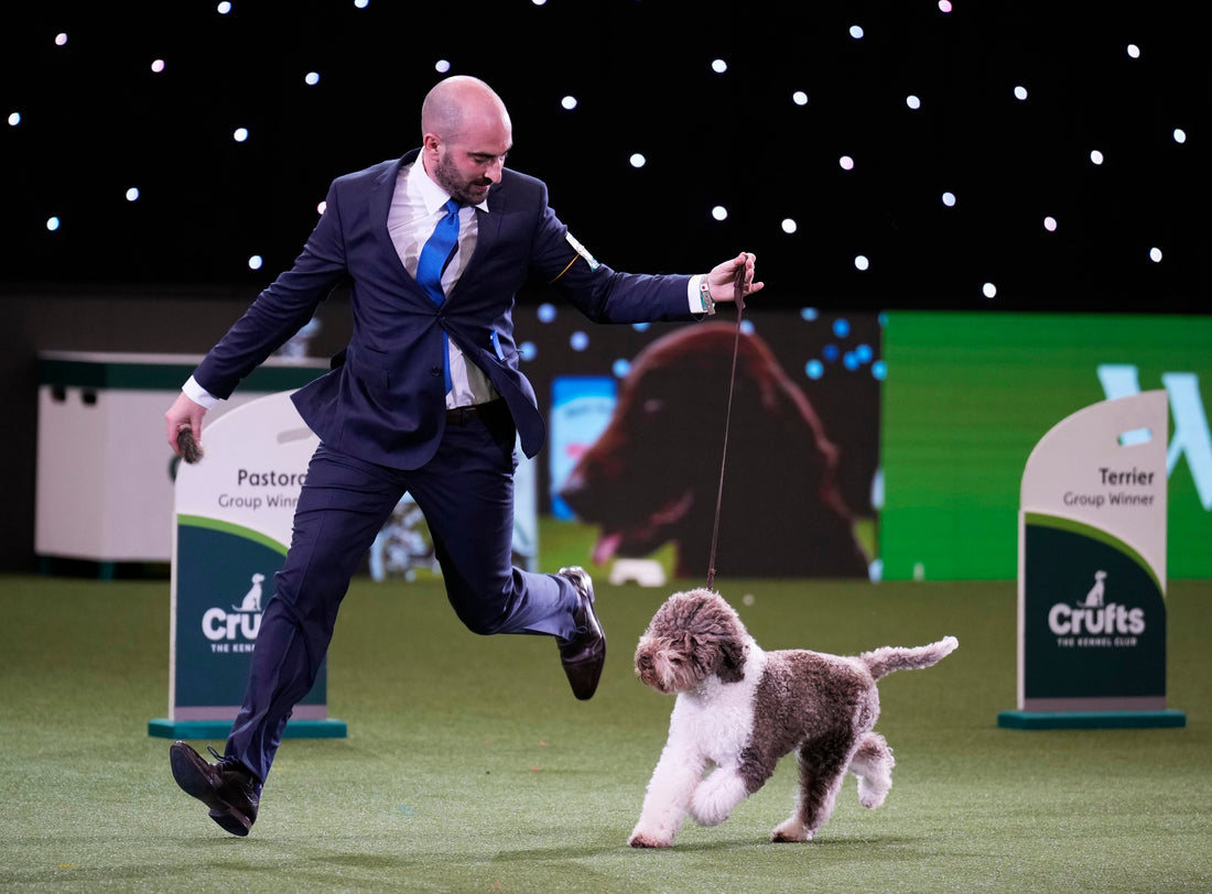 Orca the Lagotto Romagnolo wins Crufts 2023 top prize